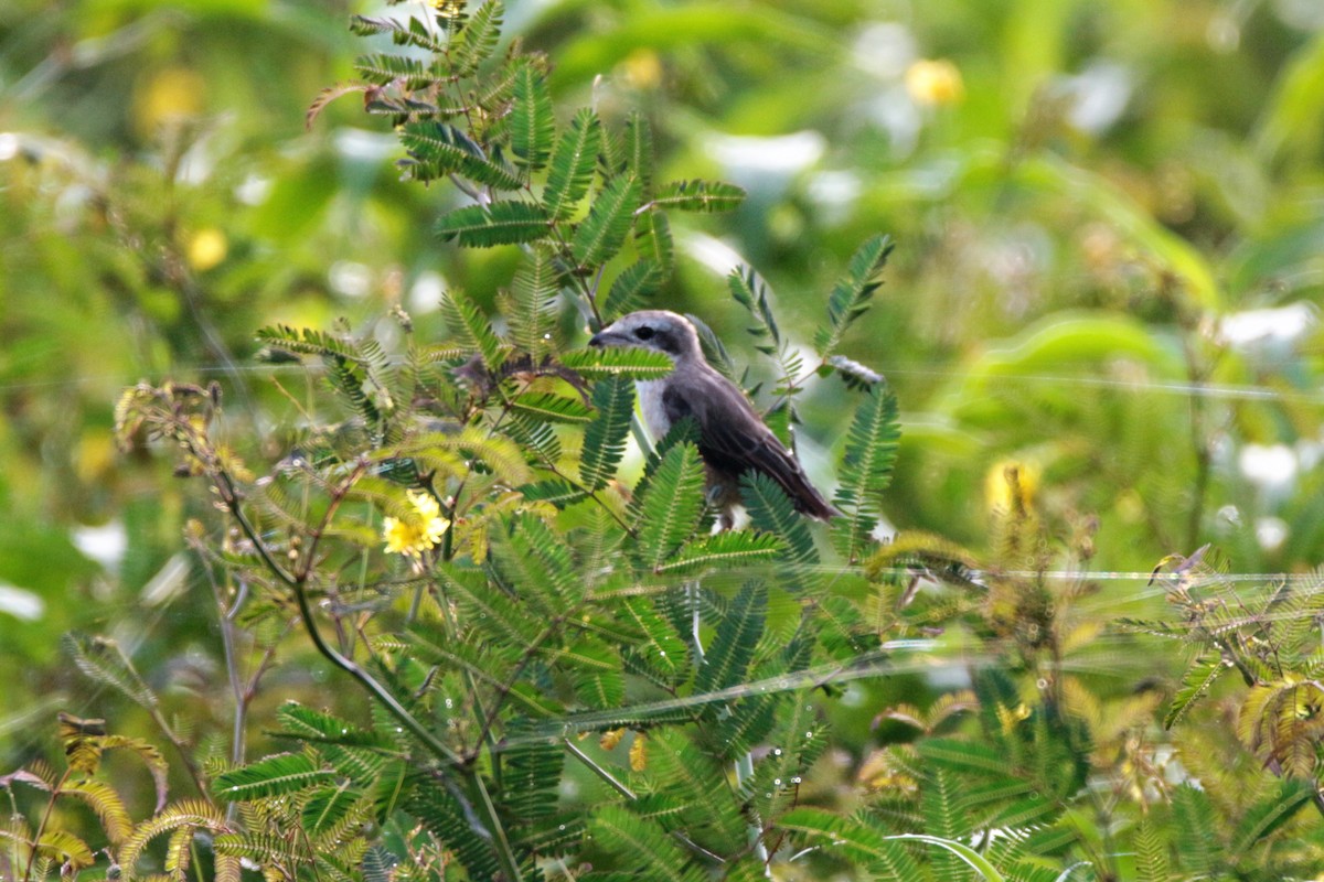 Brown Shrike - Fadzrun A.