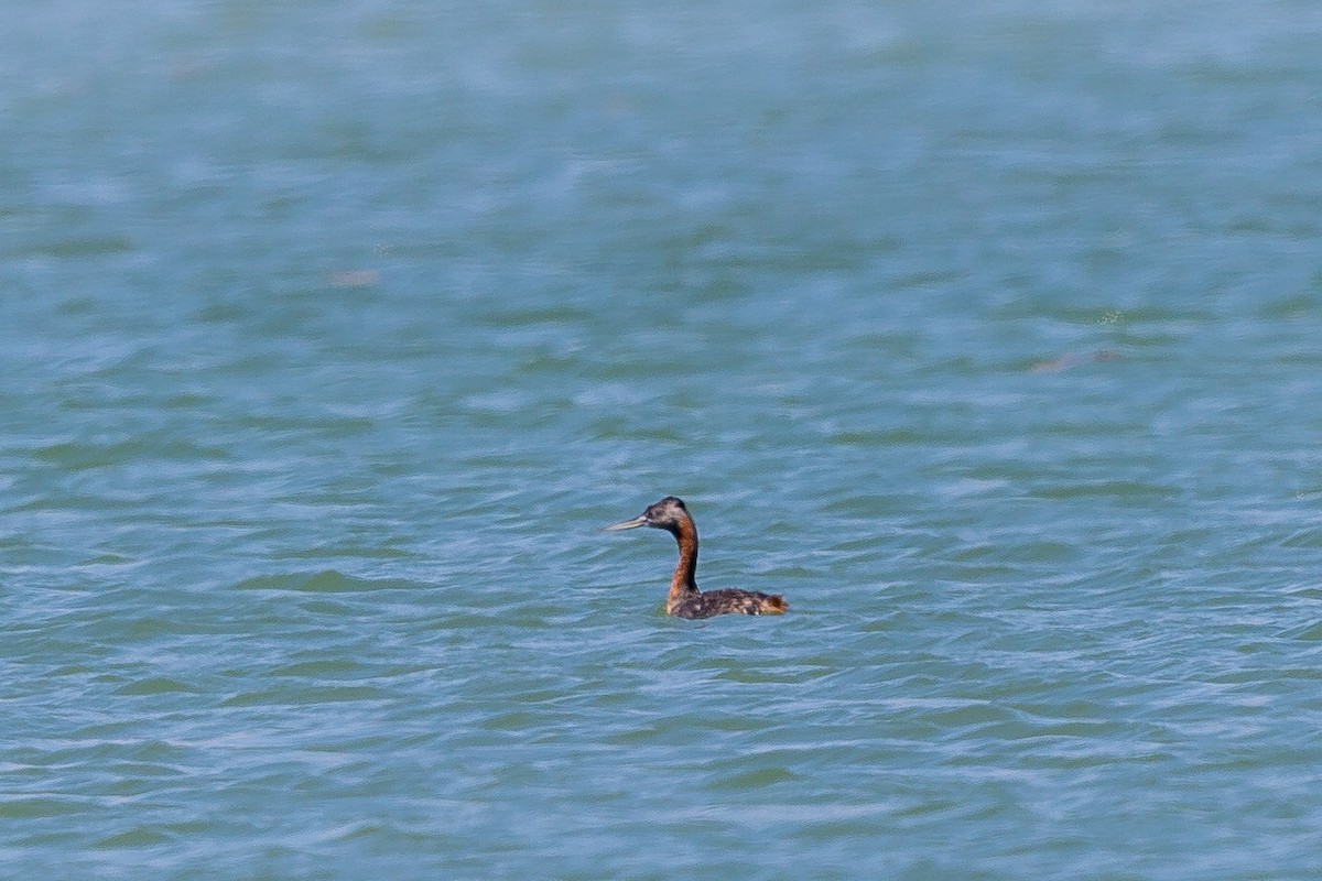 potápka velká - ML493614811