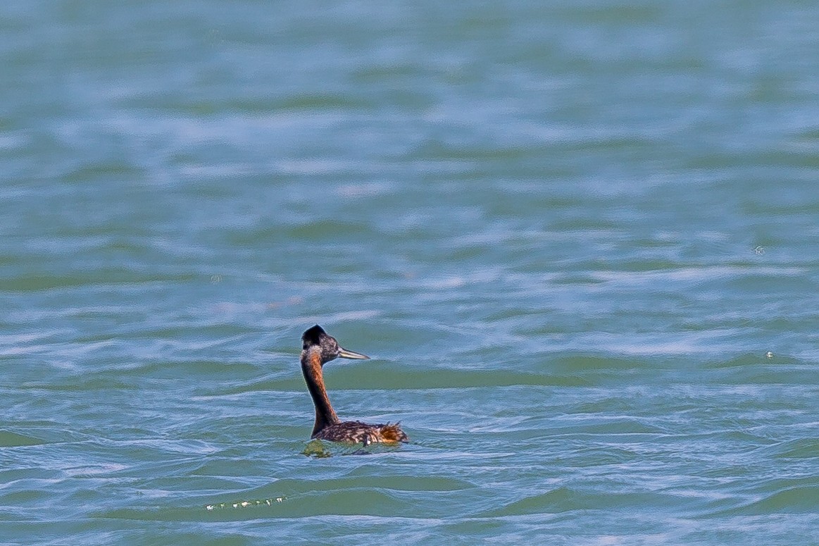 potápka velká - ML493614821