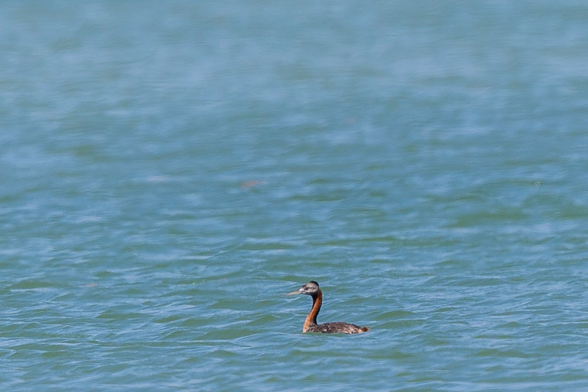 potápka velká - ML493614831