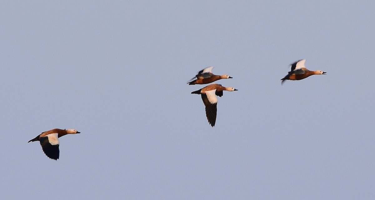 Ruddy Shelduck - TheNatureTrust (GroupAccount)