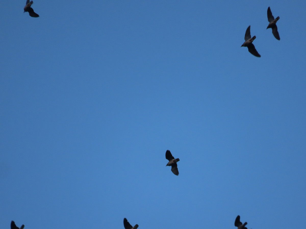 Band-tailed Pigeon - ML493615841