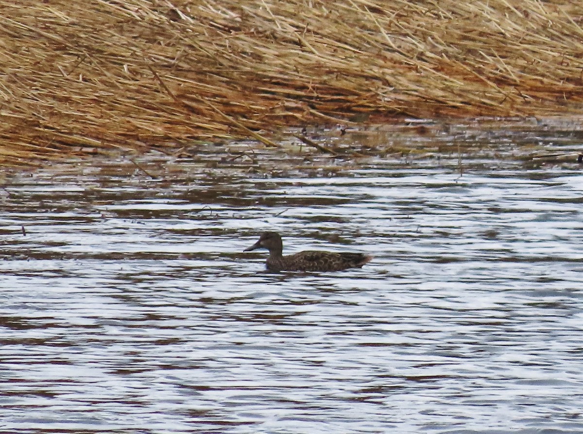 Blue-winged Teal - tom aversa