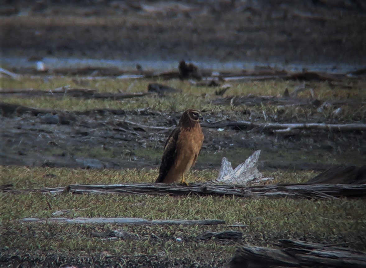 Northern Harrier - ML493616911