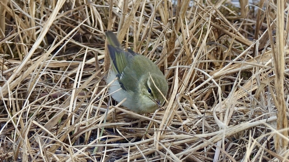 Arctic Warbler - ML493618011