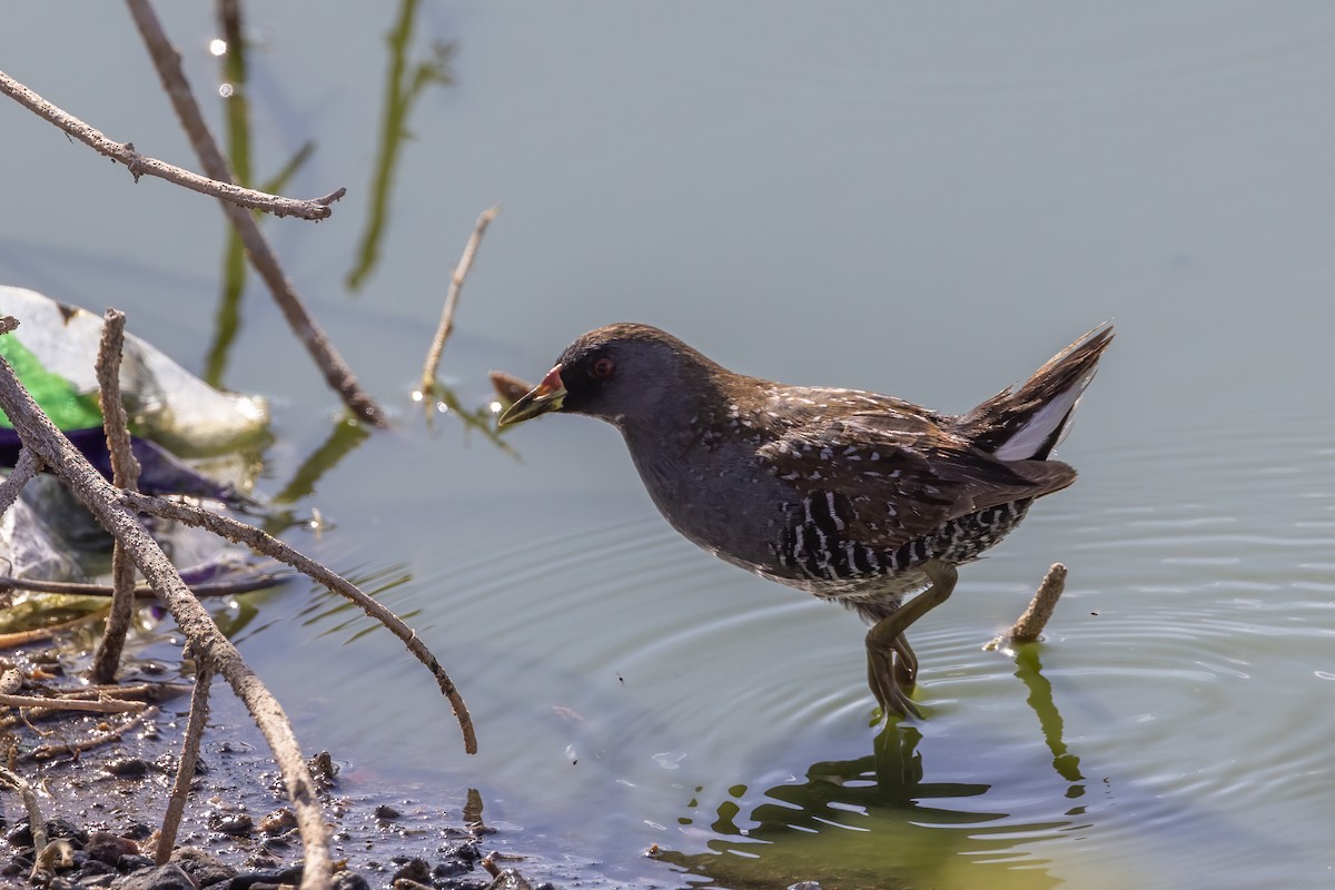 Australian Crake - Chris Benesh