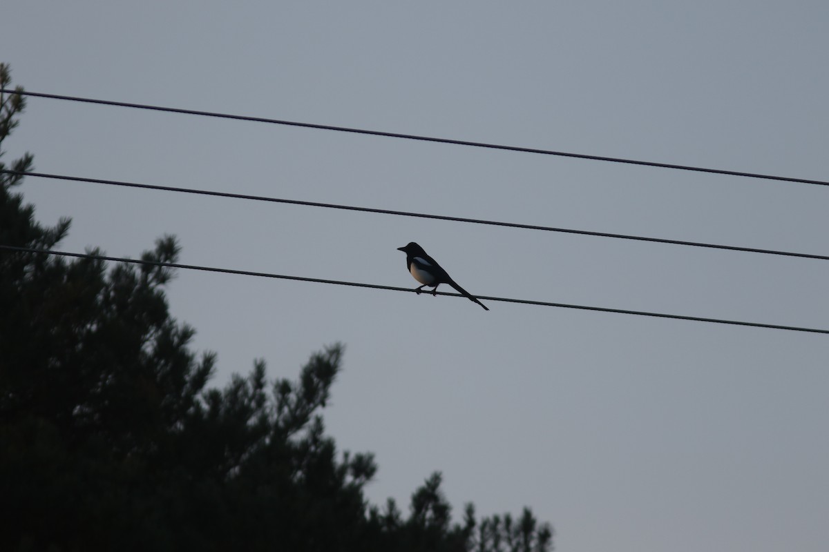 Eurasian Magpie - ML493618651