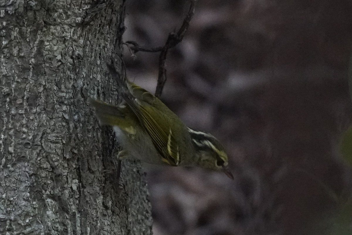 Blyth's/Claudia's/Hartert's Leaf Warbler - Jyun-Wei Wu