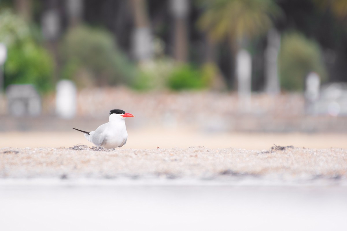 Caspian Tern - ML493620621