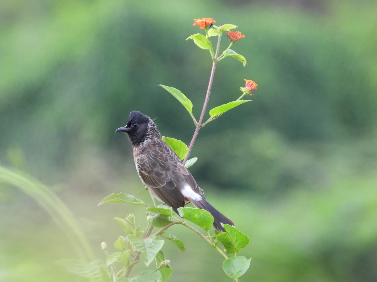 Red-vented Bulbul - ML493621871