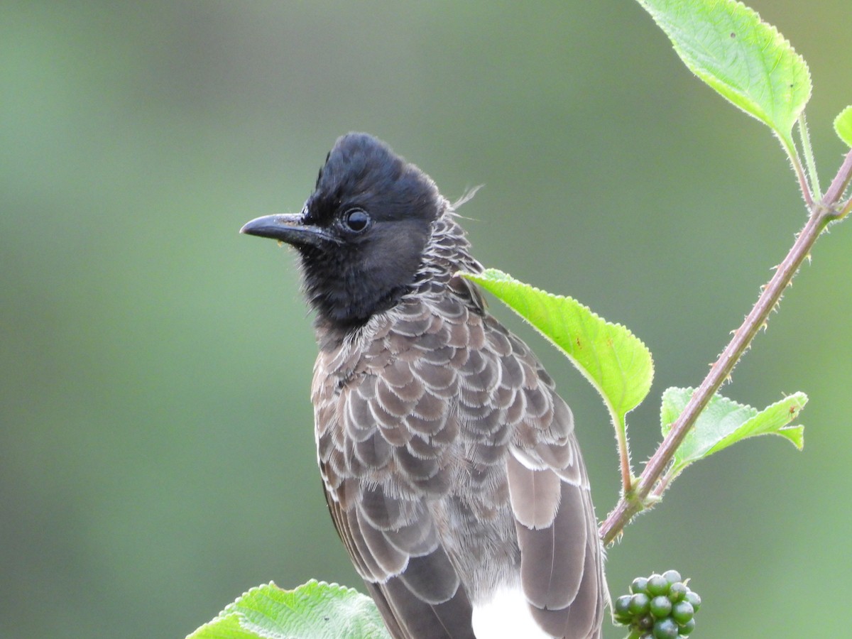 Red-vented Bulbul - ML493621881