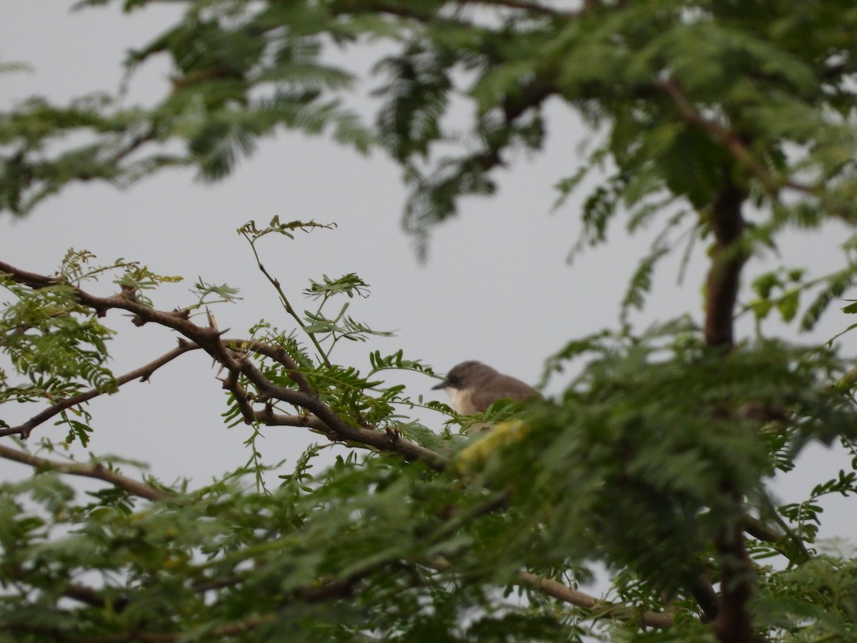 Lesser Whitethroat - ML493621921