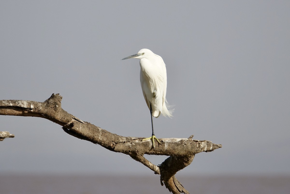 Little Egret - ML493622251