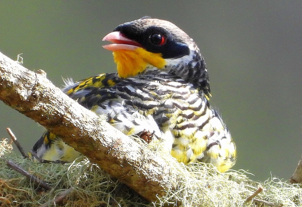 Swallow-tailed Cotinga - Luis Urueña - Manakin Nature Tours
