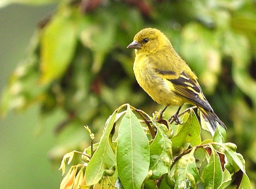 Hooded Siskin - ML493623731