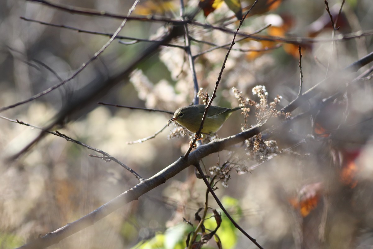 Orange-crowned Warbler - ML493626031