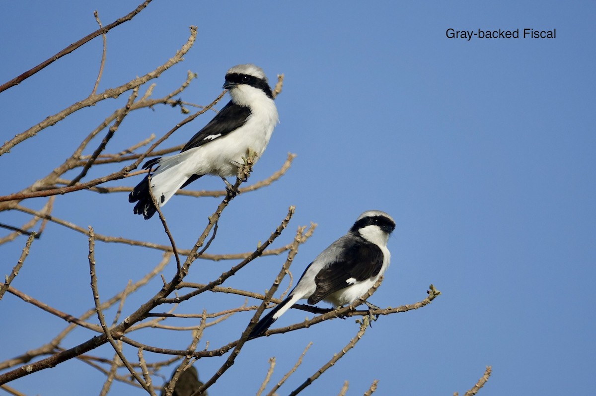 Gray-backed Fiscal - ML493627341