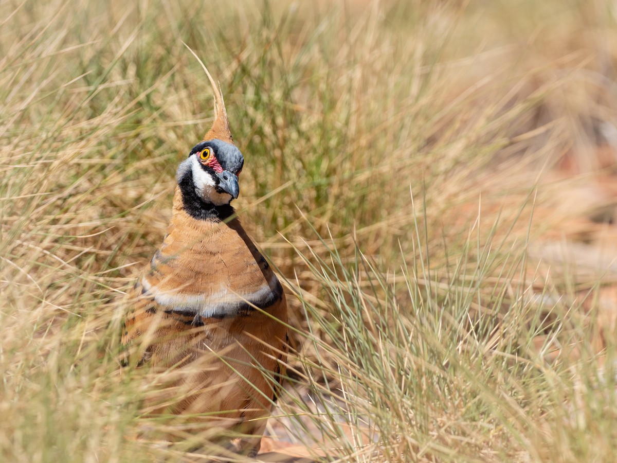 Spinifex Pigeon - ML493629911