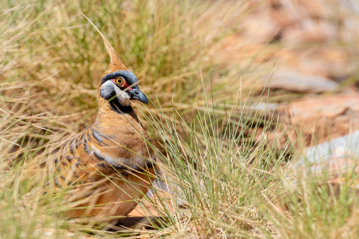 Spinifex Pigeon - ML493629921