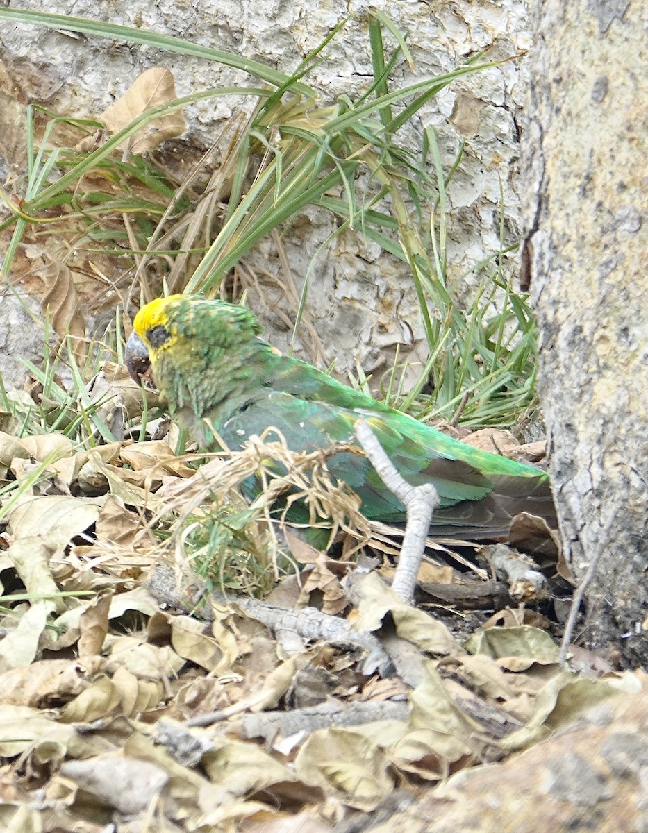 Yellow-fronted Parrot - ML493629951