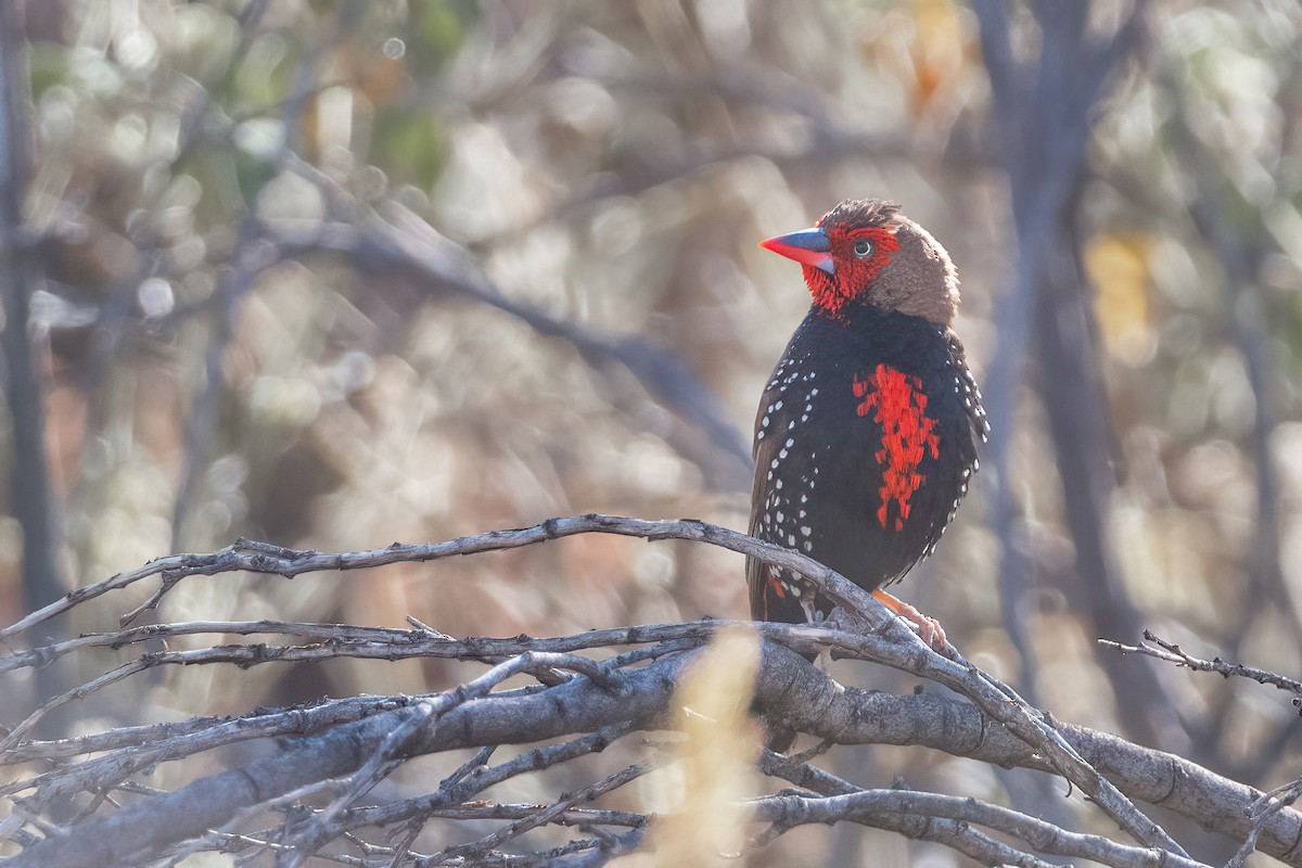 Painted Firetail - ML493630171