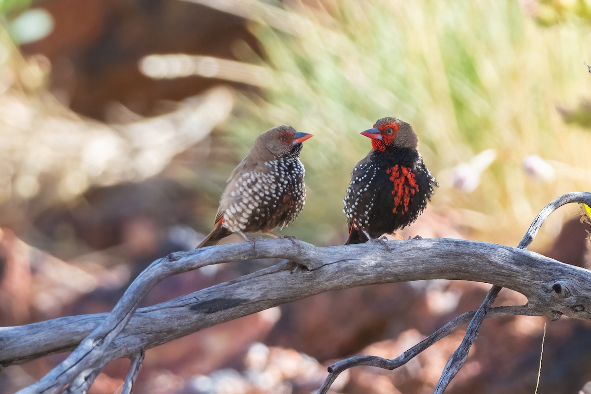 Painted Firetail - ML493630181