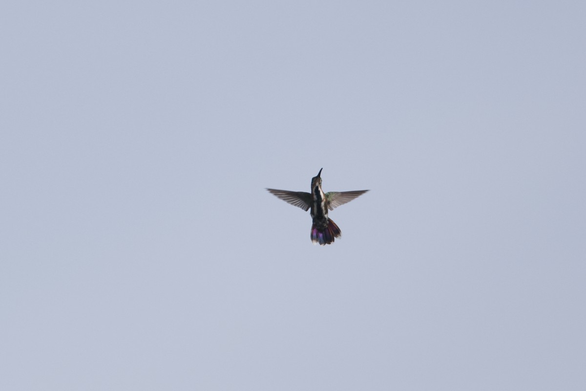 Grünbrust-Mangokolibri - ML493632351
