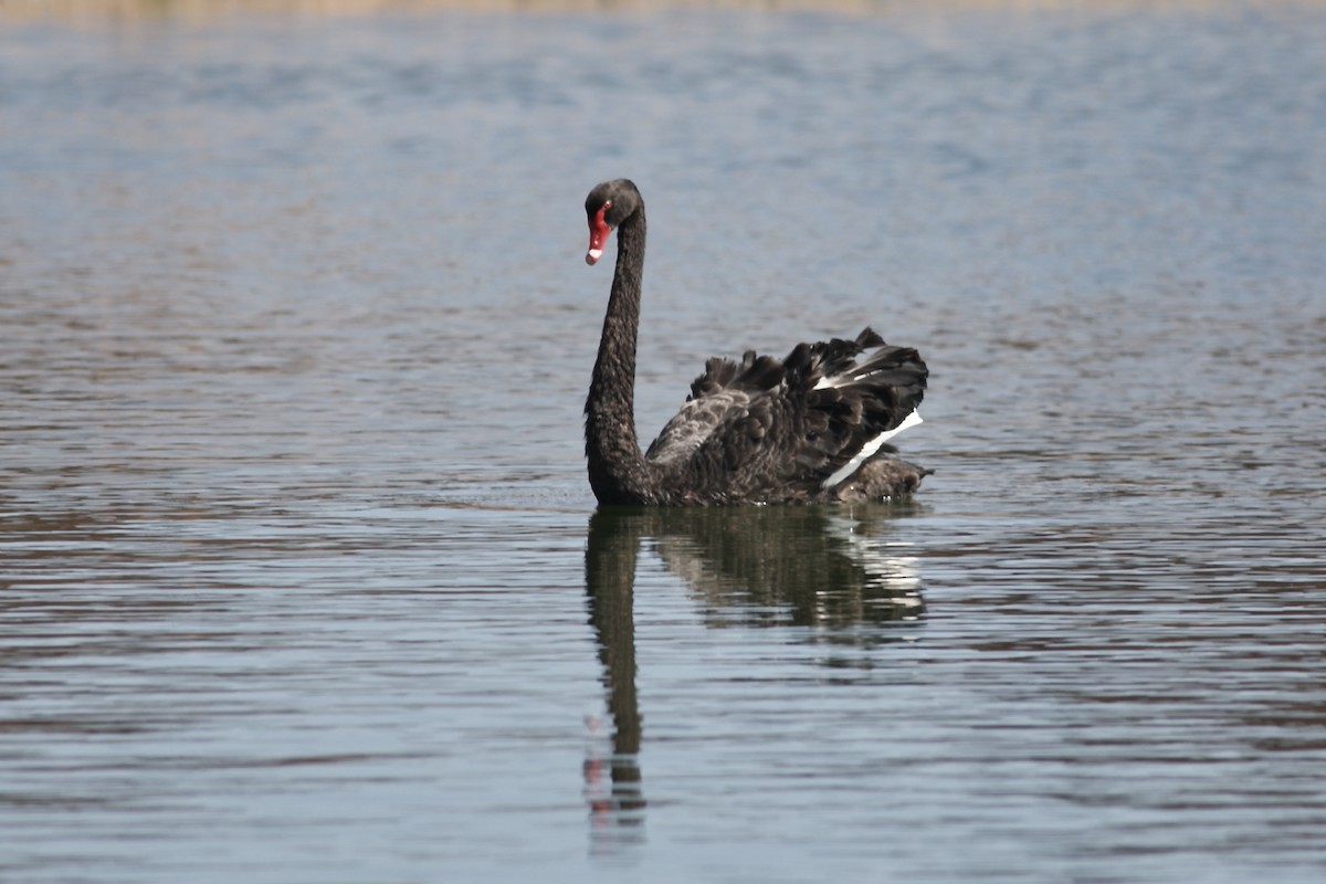 Black Swan - ML493633241