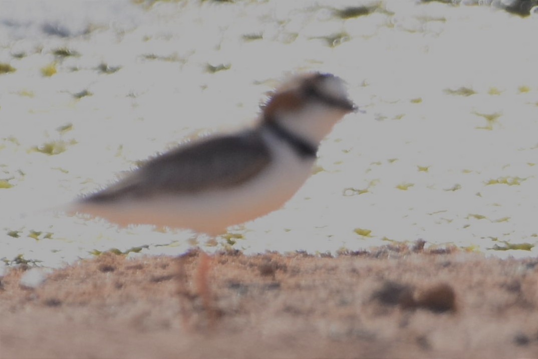 Collared Plover - ML493633341