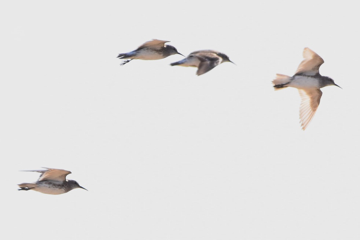 White-rumped Sandpiper - ML493633701