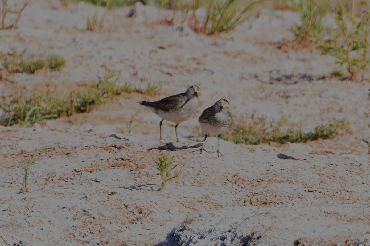 Weißbürzel-Strandläufer - ML493633711