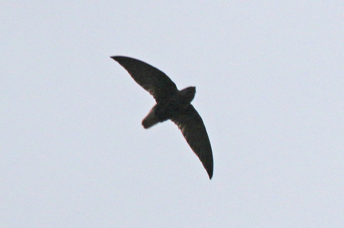 Short-tailed Swift - Joan and/or George Sims