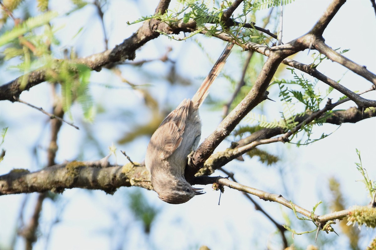 Tufted Tit-Spinetail - ML493635291