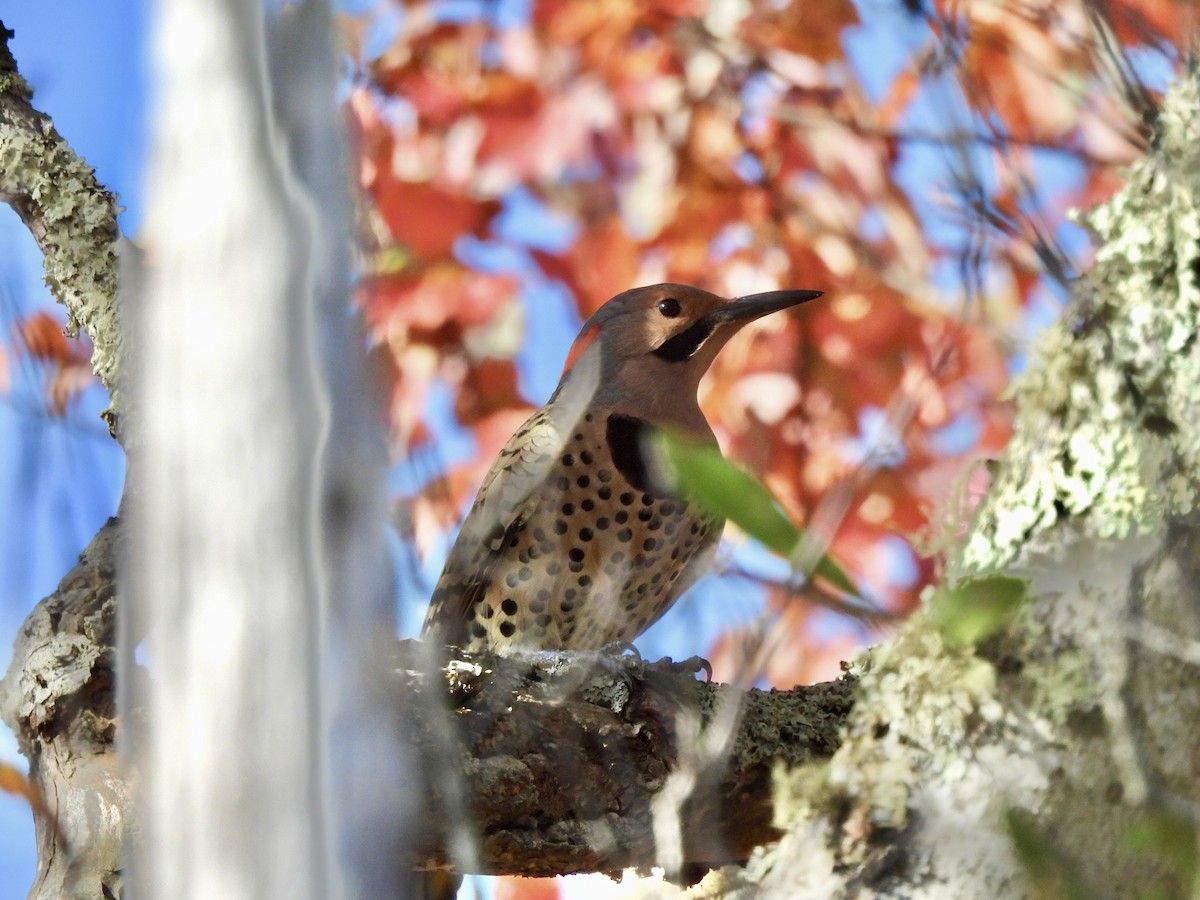 Northern Flicker - ML493638811