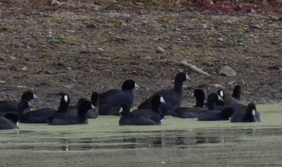 American Coot - ML493639761