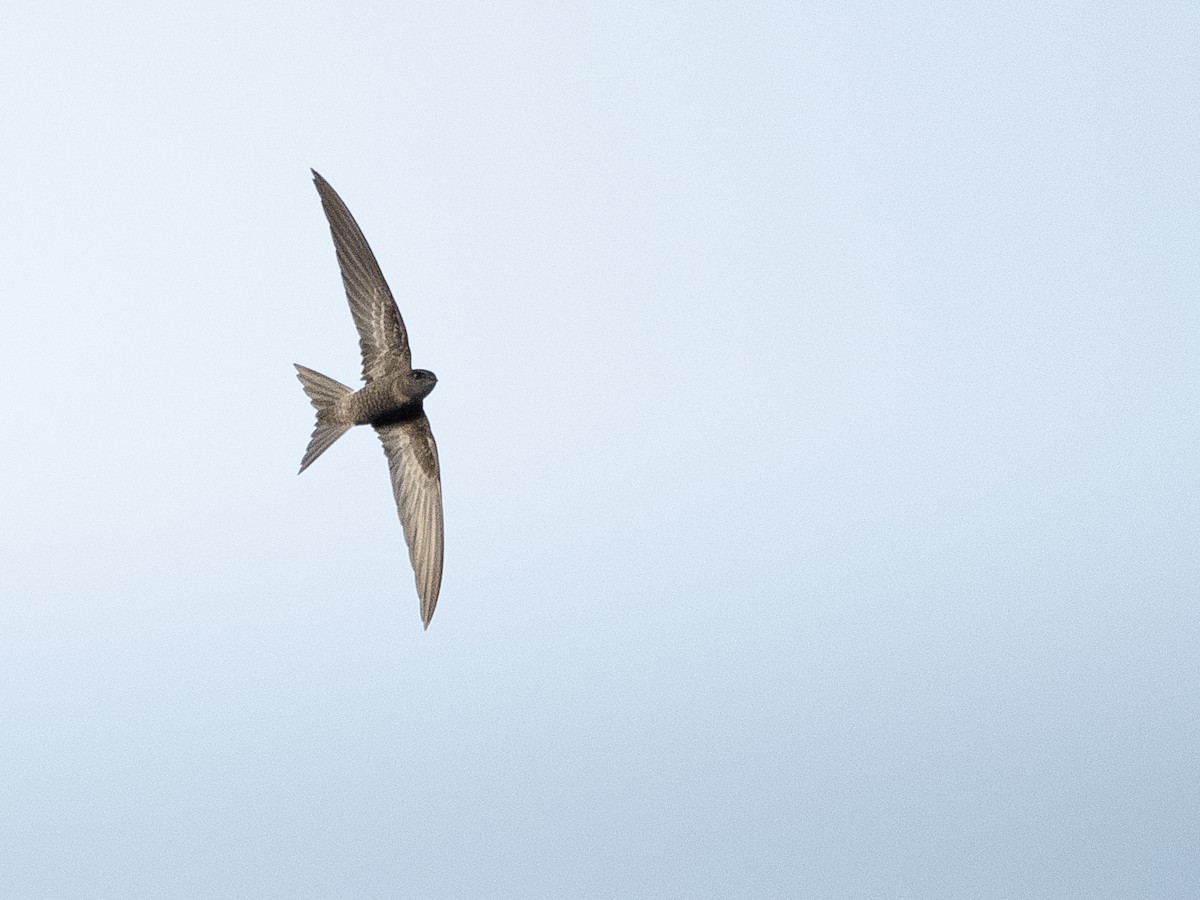 Pacific Swift - Jayden Kang