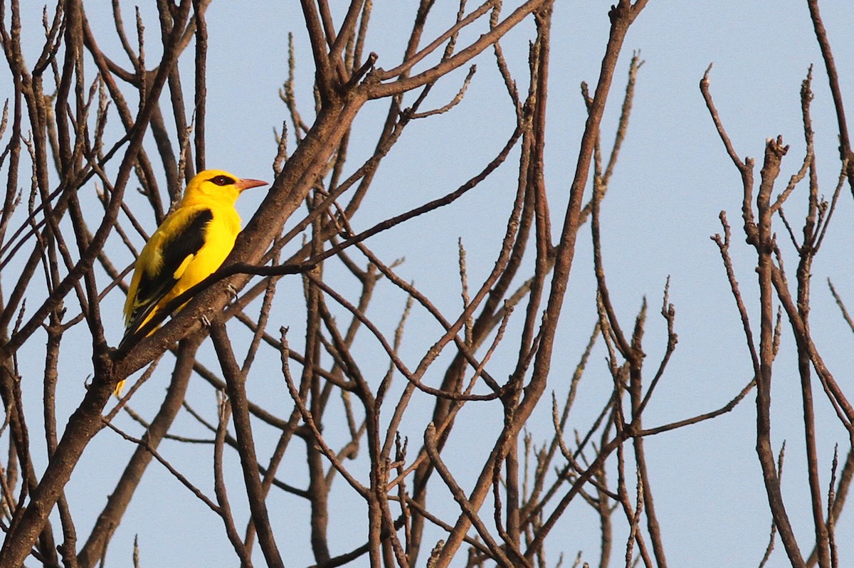 Indian Golden Oriole - ML493640591