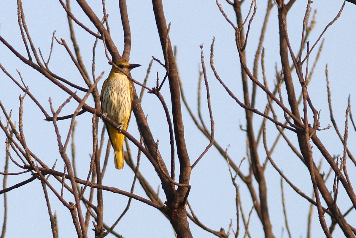 Indian Golden Oriole - ML493640601