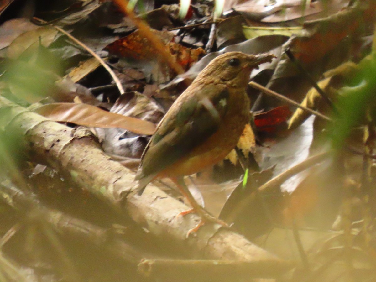 Mavi Yakalı Pitta [erythrogaster grubu] - ML493640661