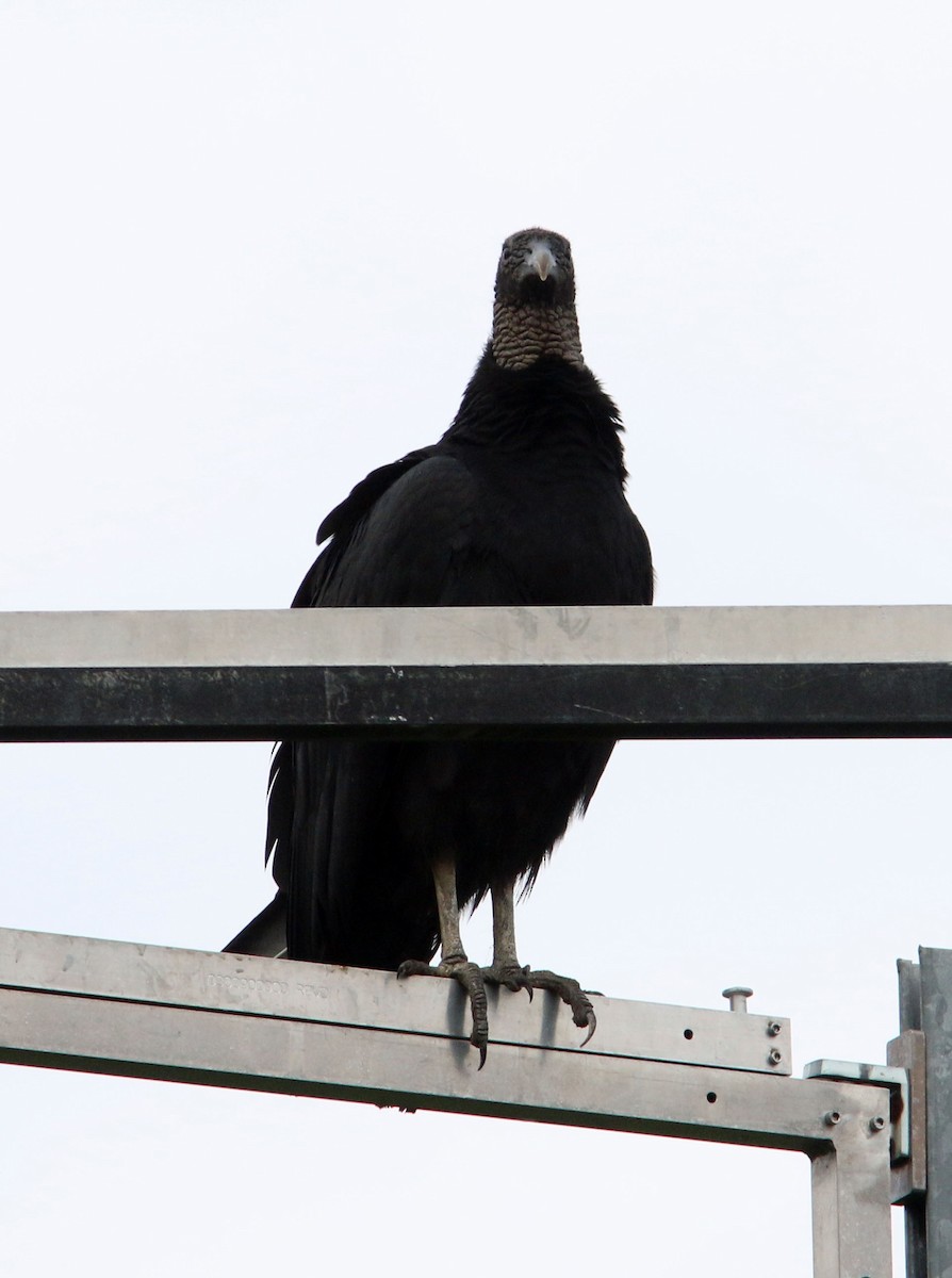 Black Vulture - ML493644131