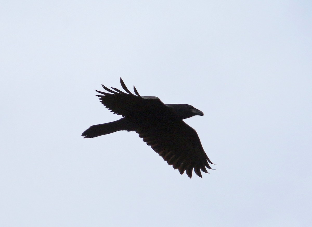 Common Raven - ML493644451