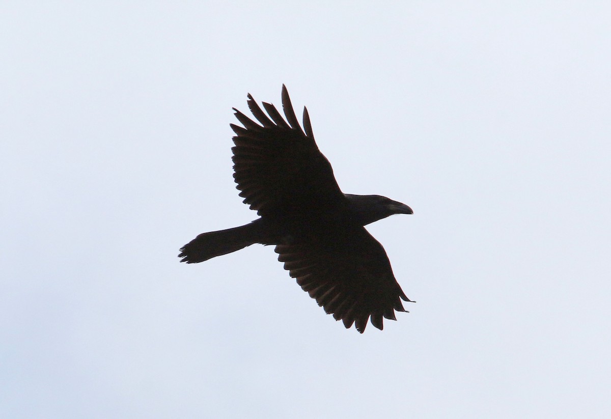 Common Raven - ML493644461