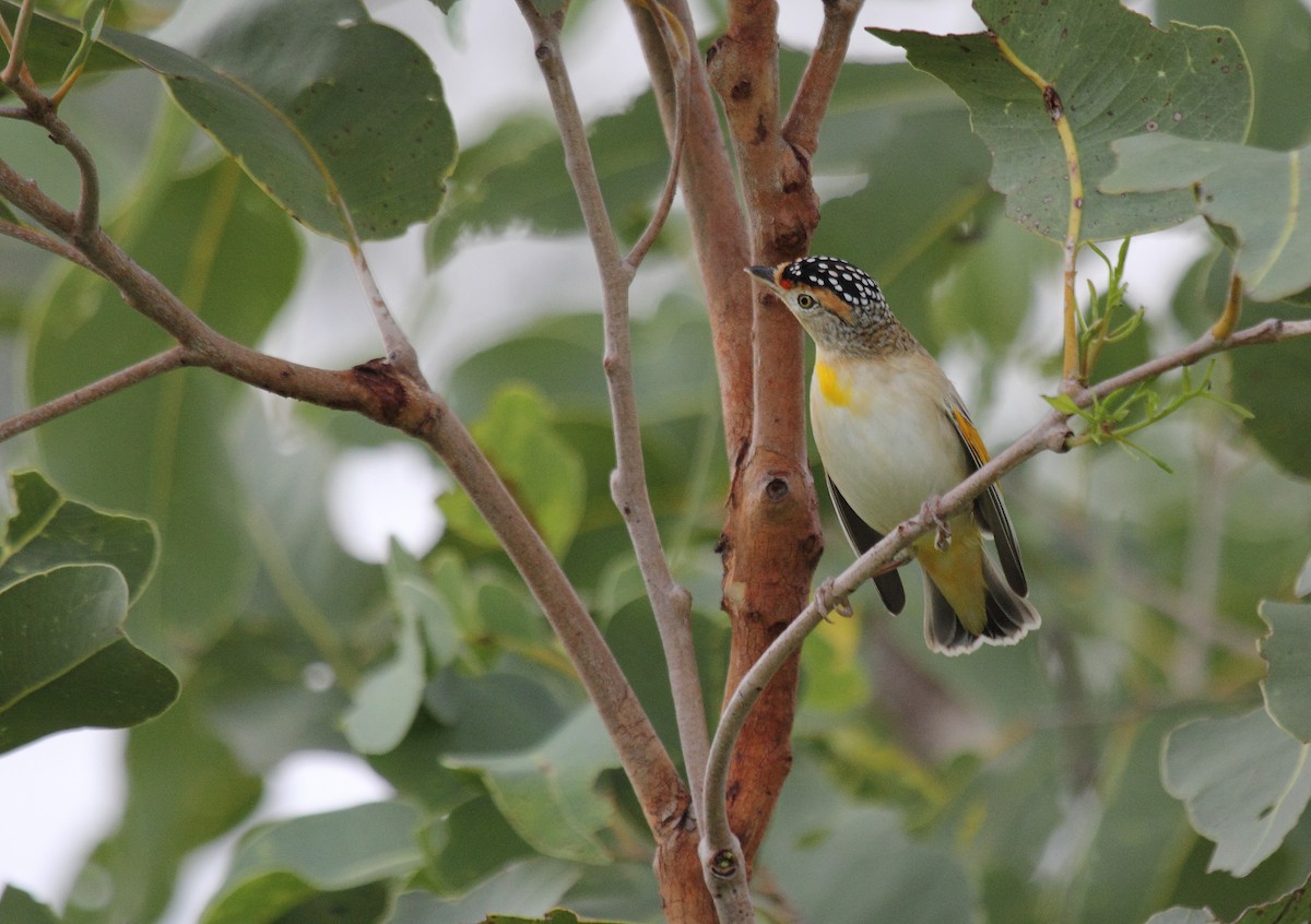 Rotbrauen-Panthervogel - ML49364481