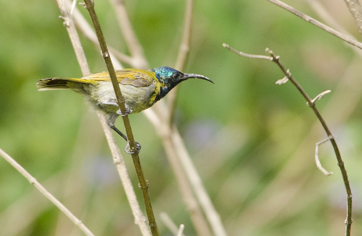 Green-headed Sunbird - Ad Konings