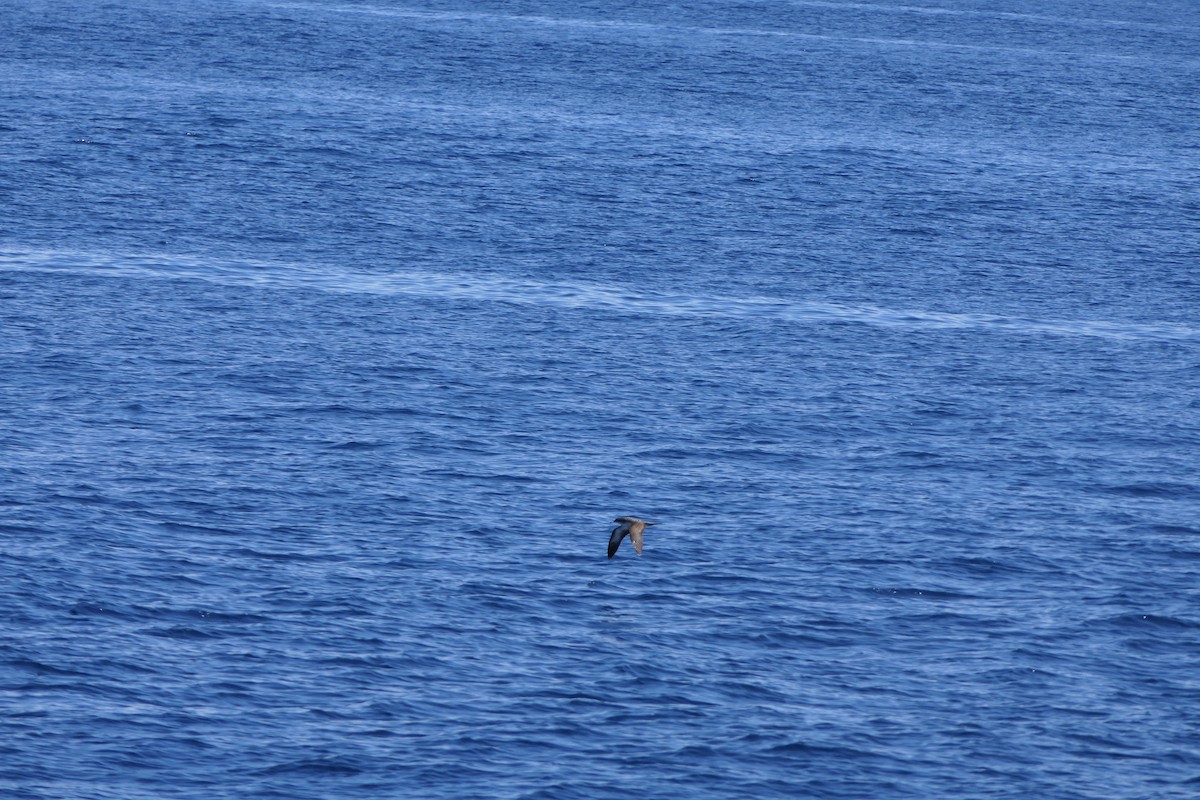 Wedge-tailed Shearwater - ML493646931