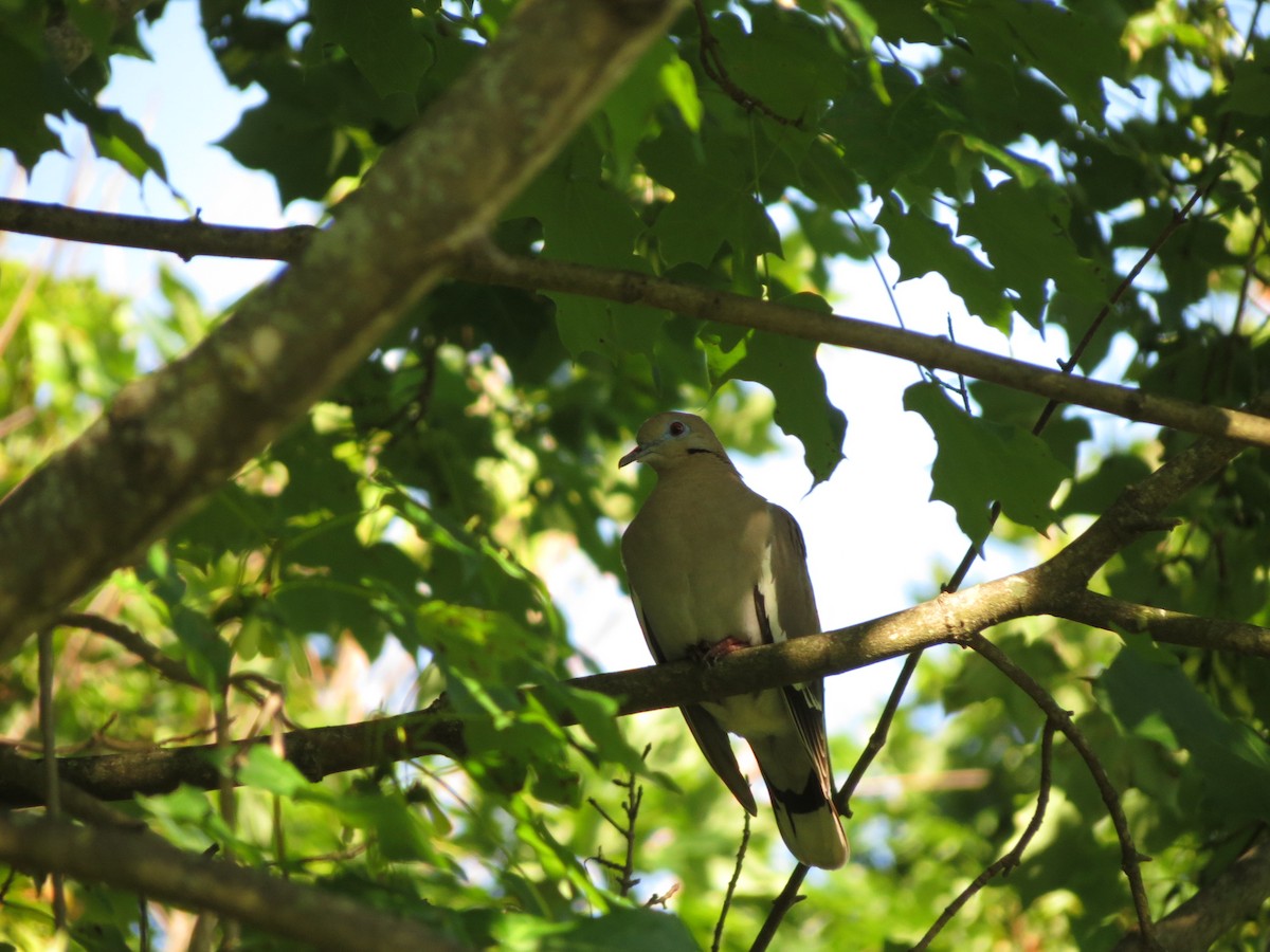 White-winged Dove - ML493646991