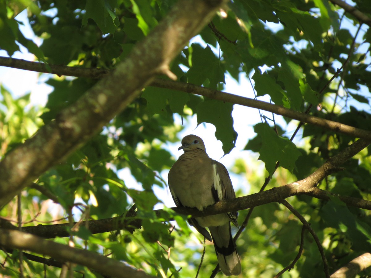 White-winged Dove - ML493647051