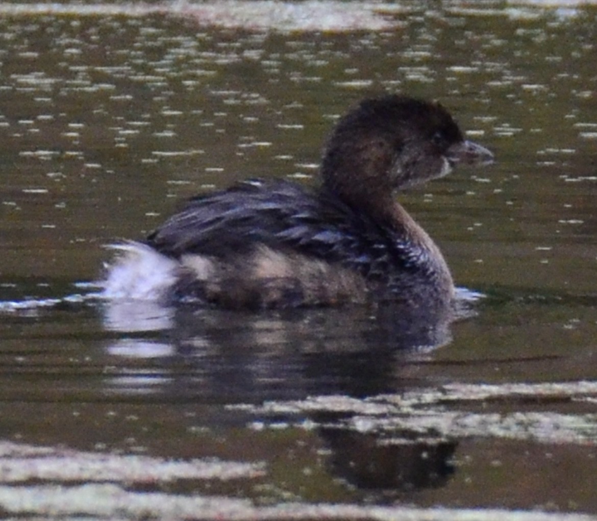 Pied-billed Grebe - ML493647061