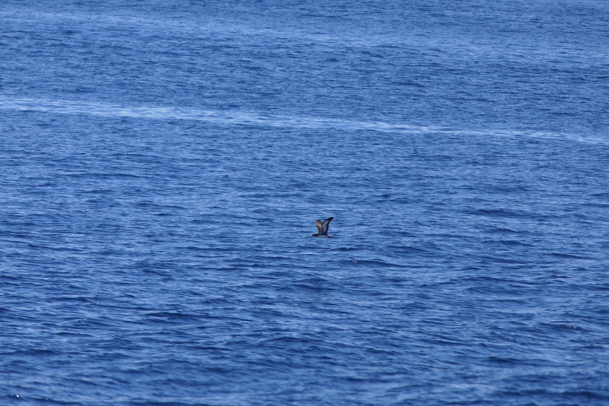 Wedge-tailed Shearwater - ML493647641