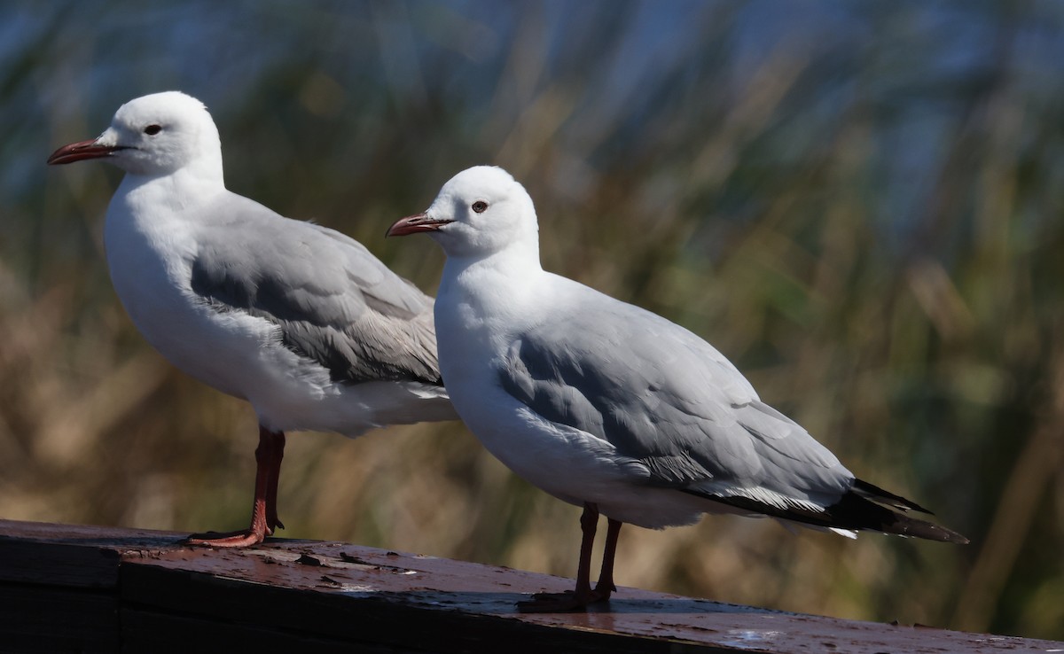 Hartlaub's Gull - ML493649571